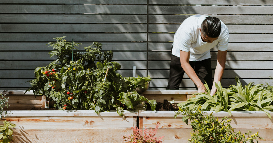 Mann pflanzt Gemüse und Kräuter in ein Hochbeet im Garten im Frühling
